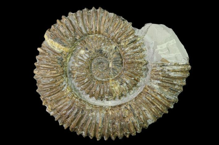 Aegocrioceras Ammonite - Germany #139141